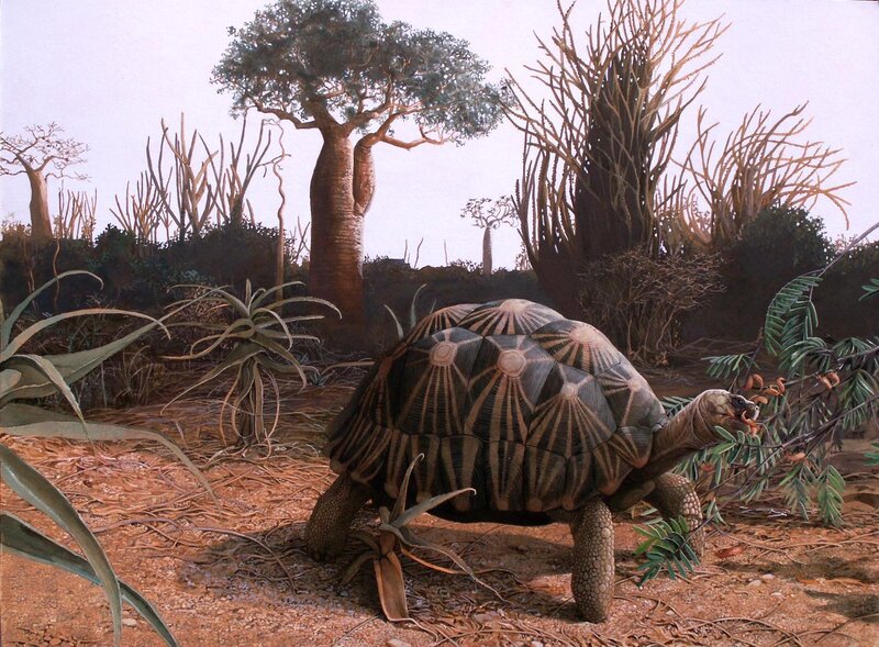 Star-patterned Tortoise — Brown