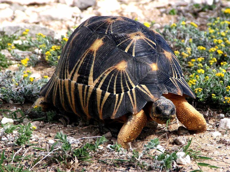 star-patterned tortoise in wild