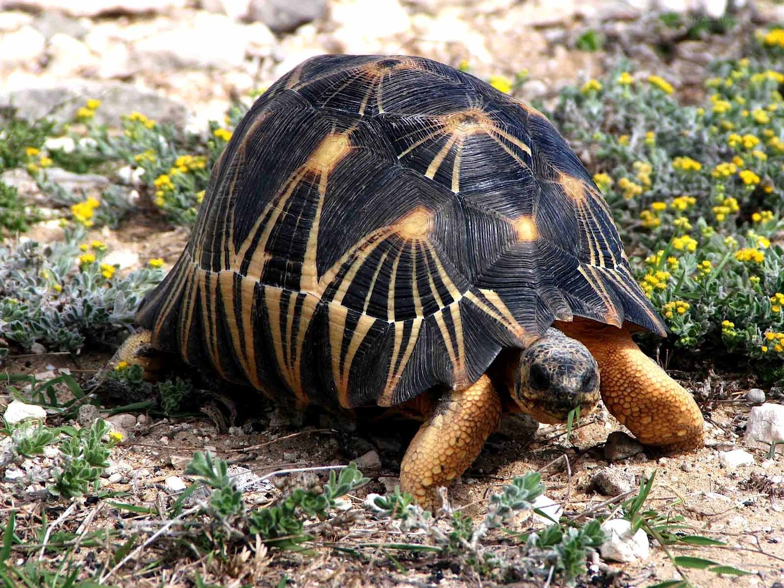 star-patterned tortoise in wild
