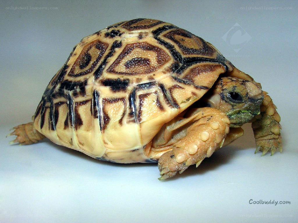 star-patterned tortoise