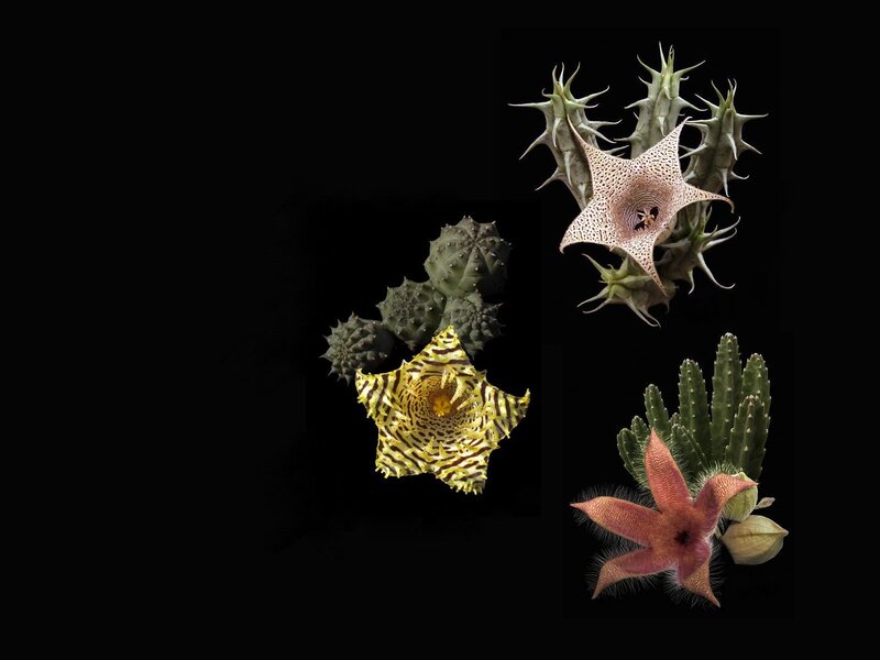 Star-shaped cactus flowers
