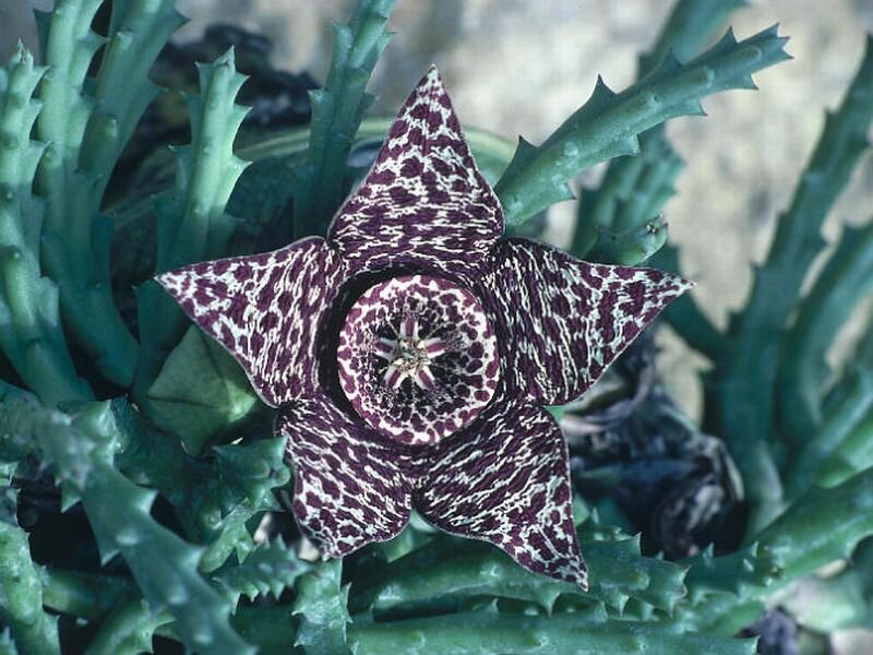 Star-shaped Flower — Green