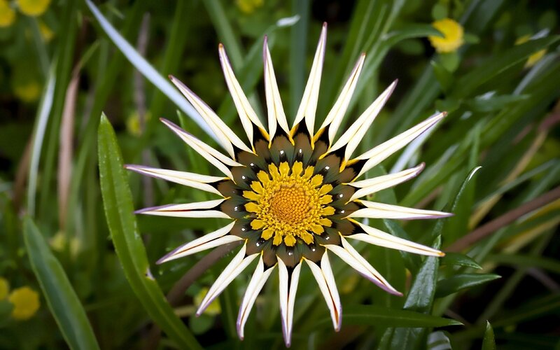 star-shaped flower in garden