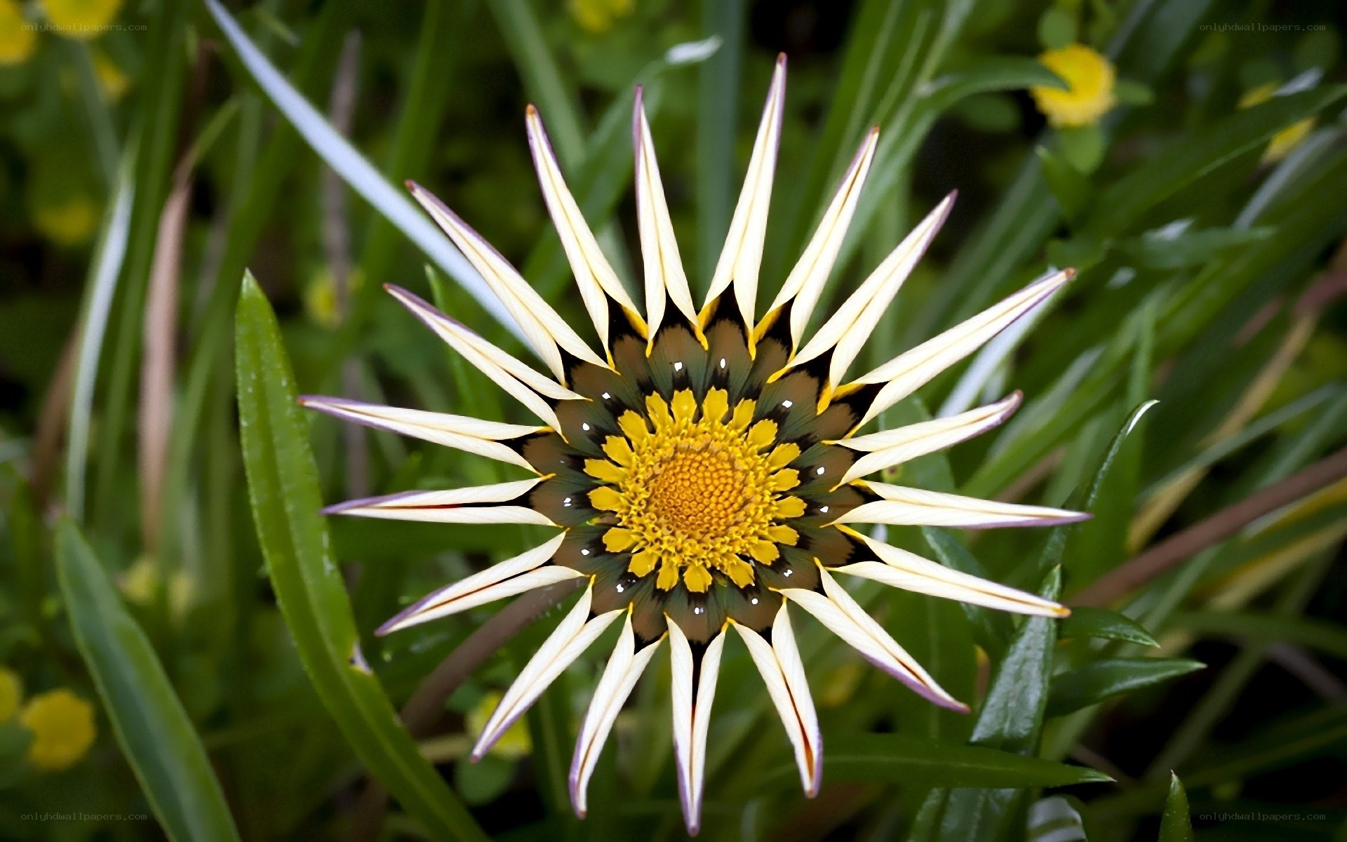 star-shaped flower in garden