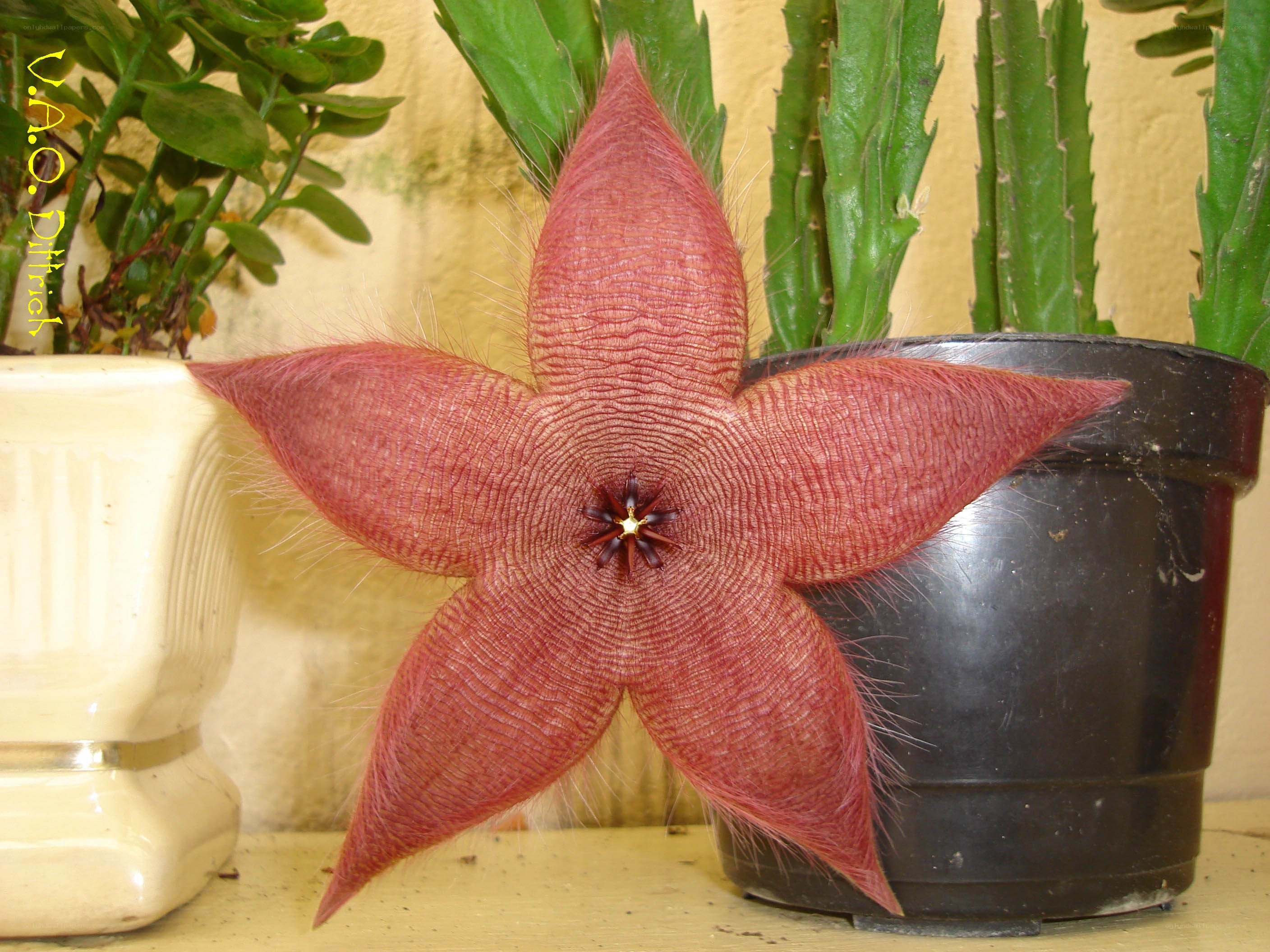 Star-shaped flower in pot