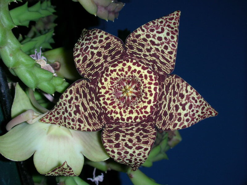 Star-shaped Flower