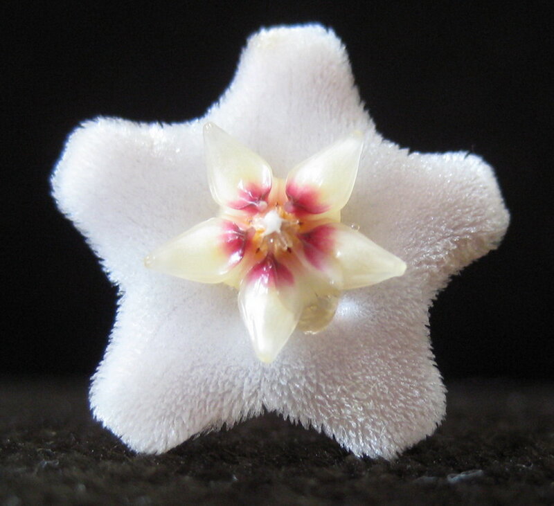 Star-shaped Flower — White