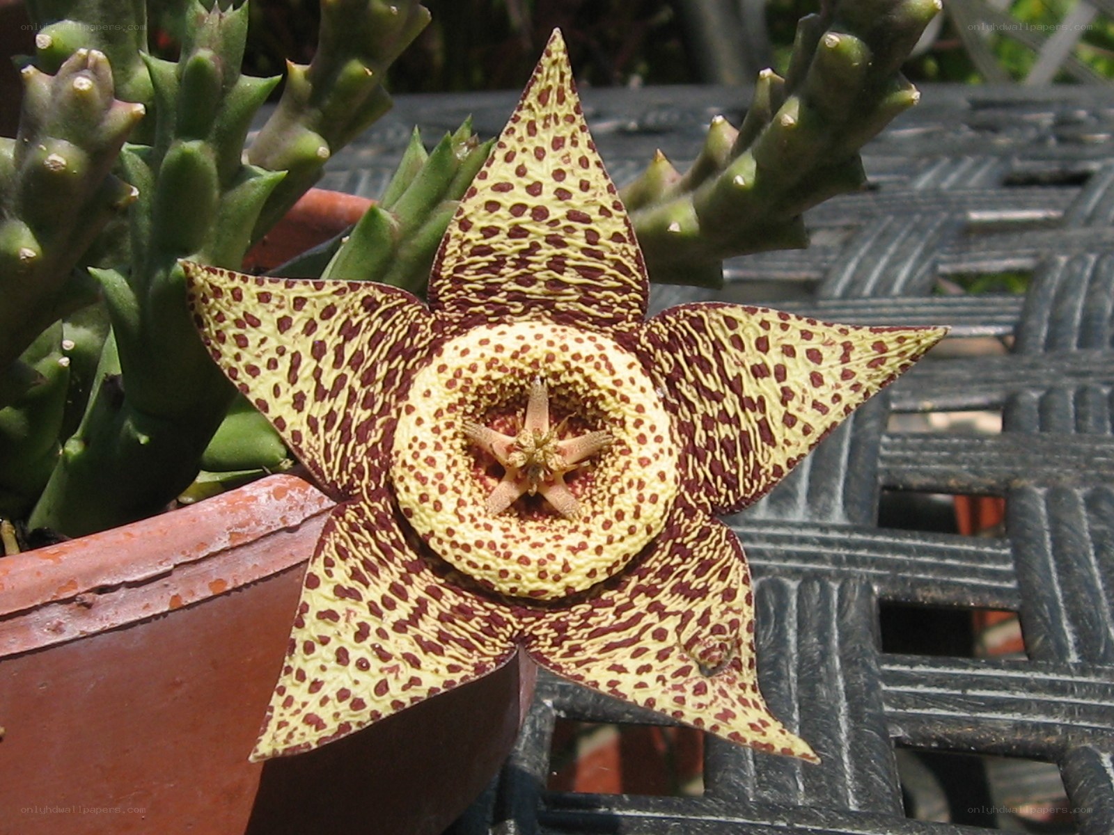 star-shaped flower with spotted petals