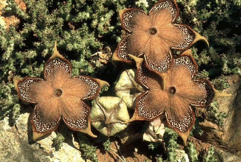 Star-shaped Flowers — Brown