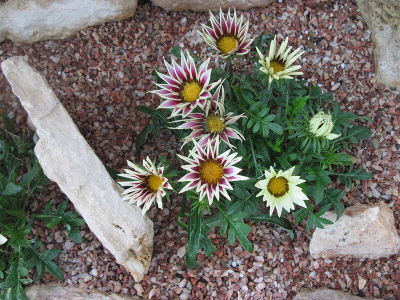 Star-shaped Flowers in Gravel