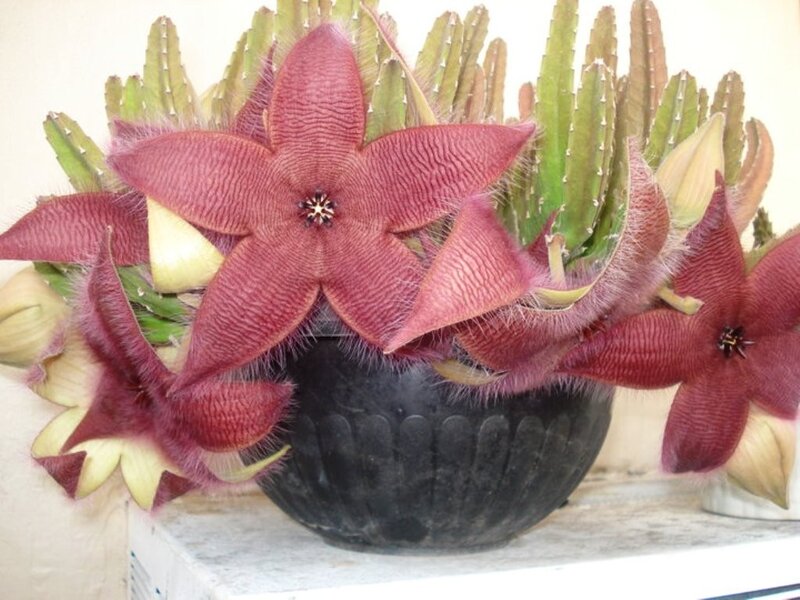 Star-shaped Flowers in Pot