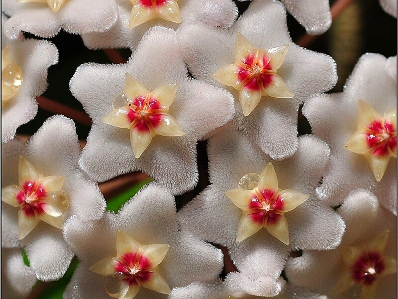 Star-shaped Flowers