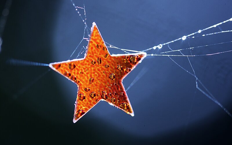 Star-shaped Ornament