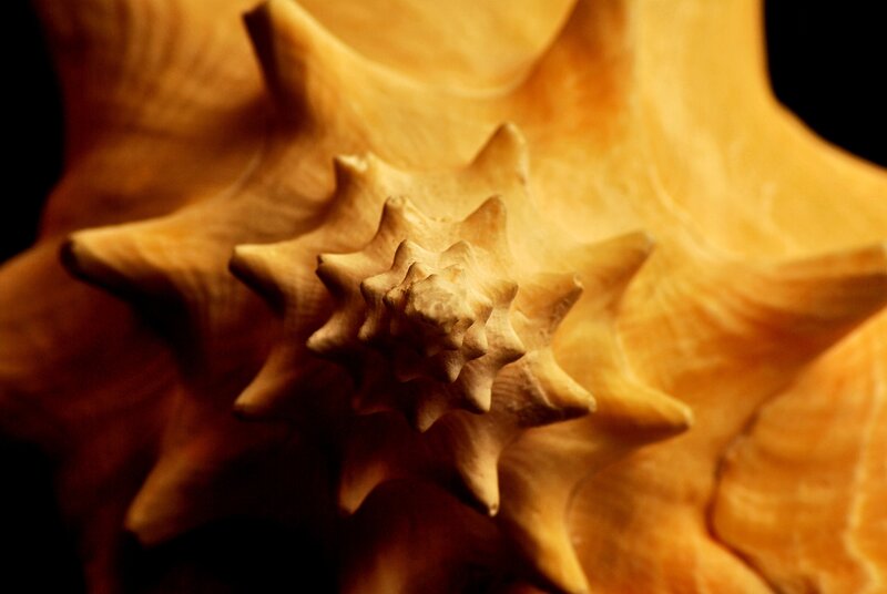 Star-shaped Seashell