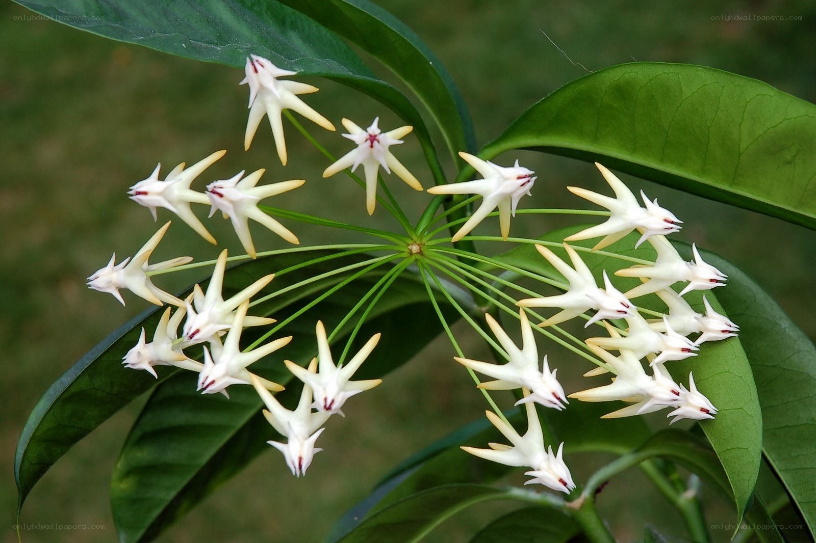 star-shaped white flowers