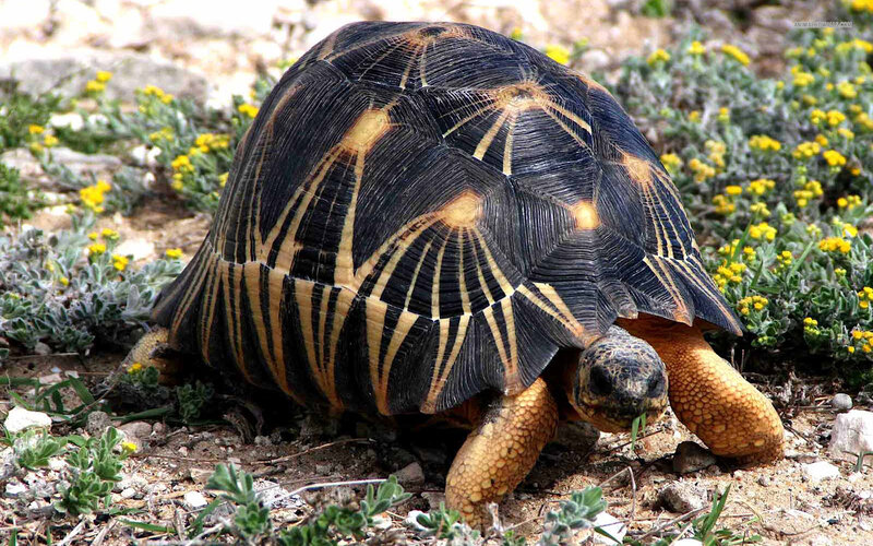 Star Tortoise