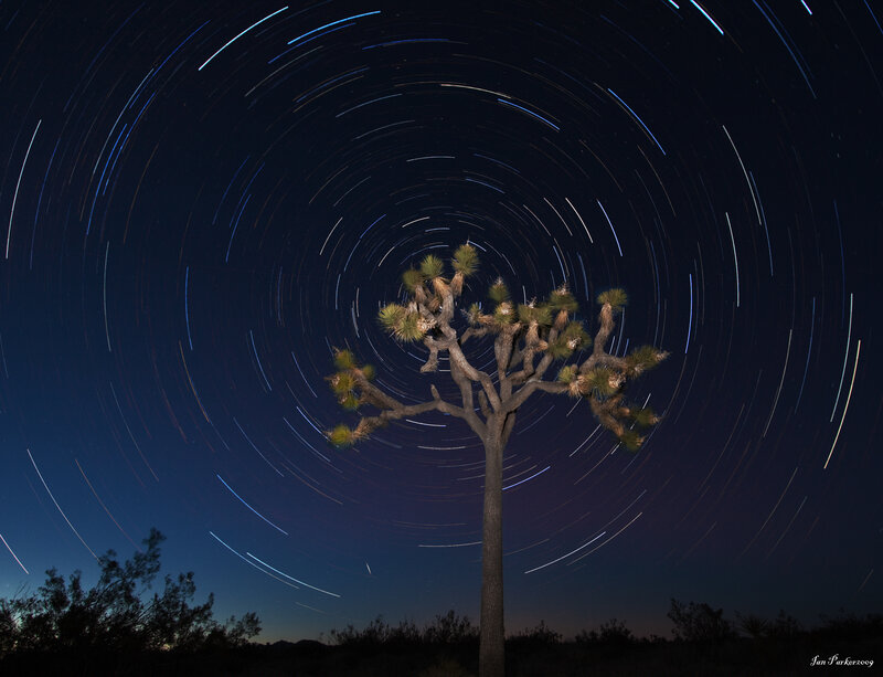 Star trails around a Joshua tree