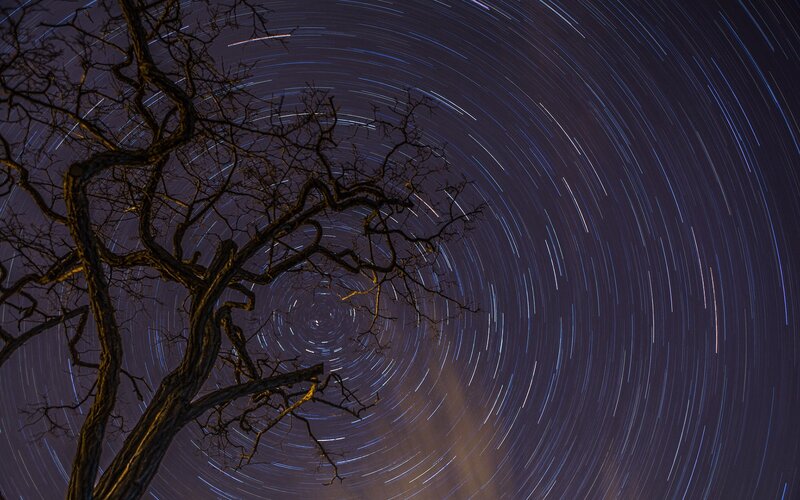 Star trails around a tree