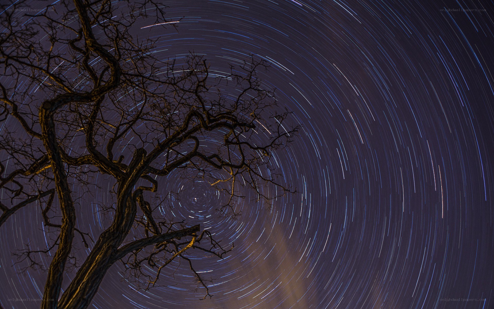 Star trails around a tree