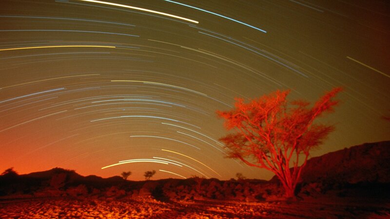 Star trails over a desert tree
