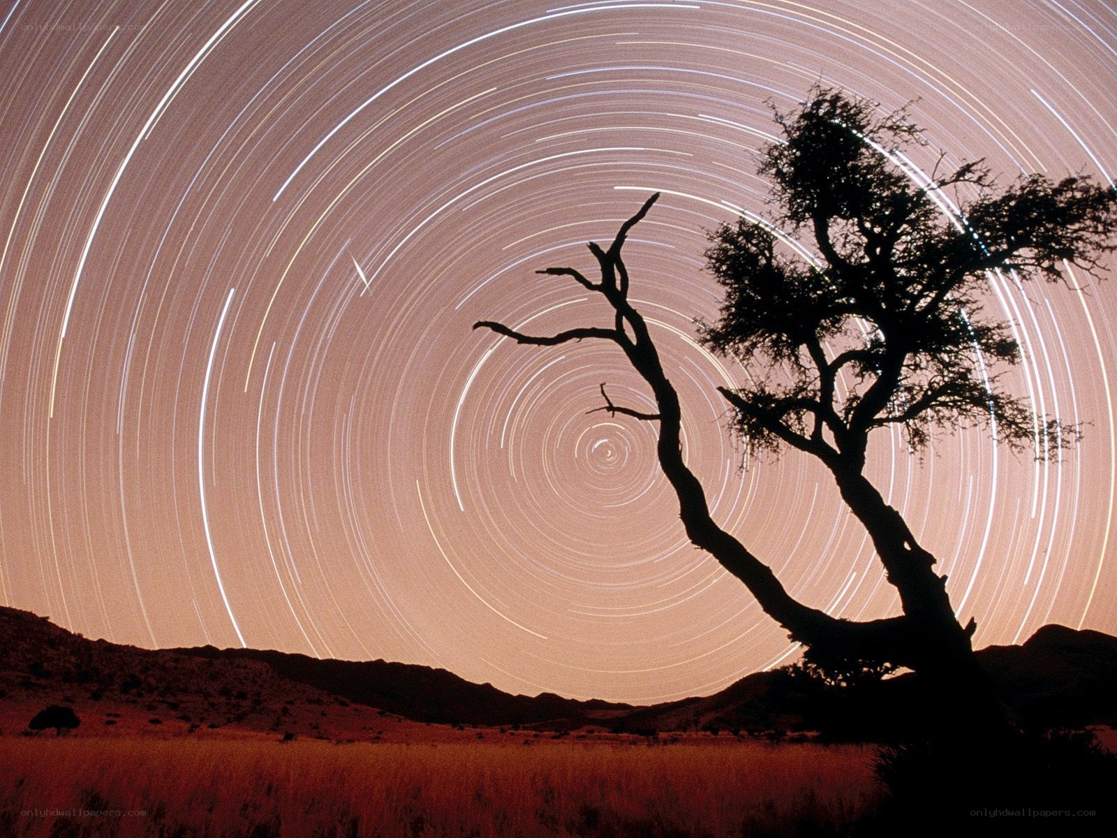 Star trails over a lone tree