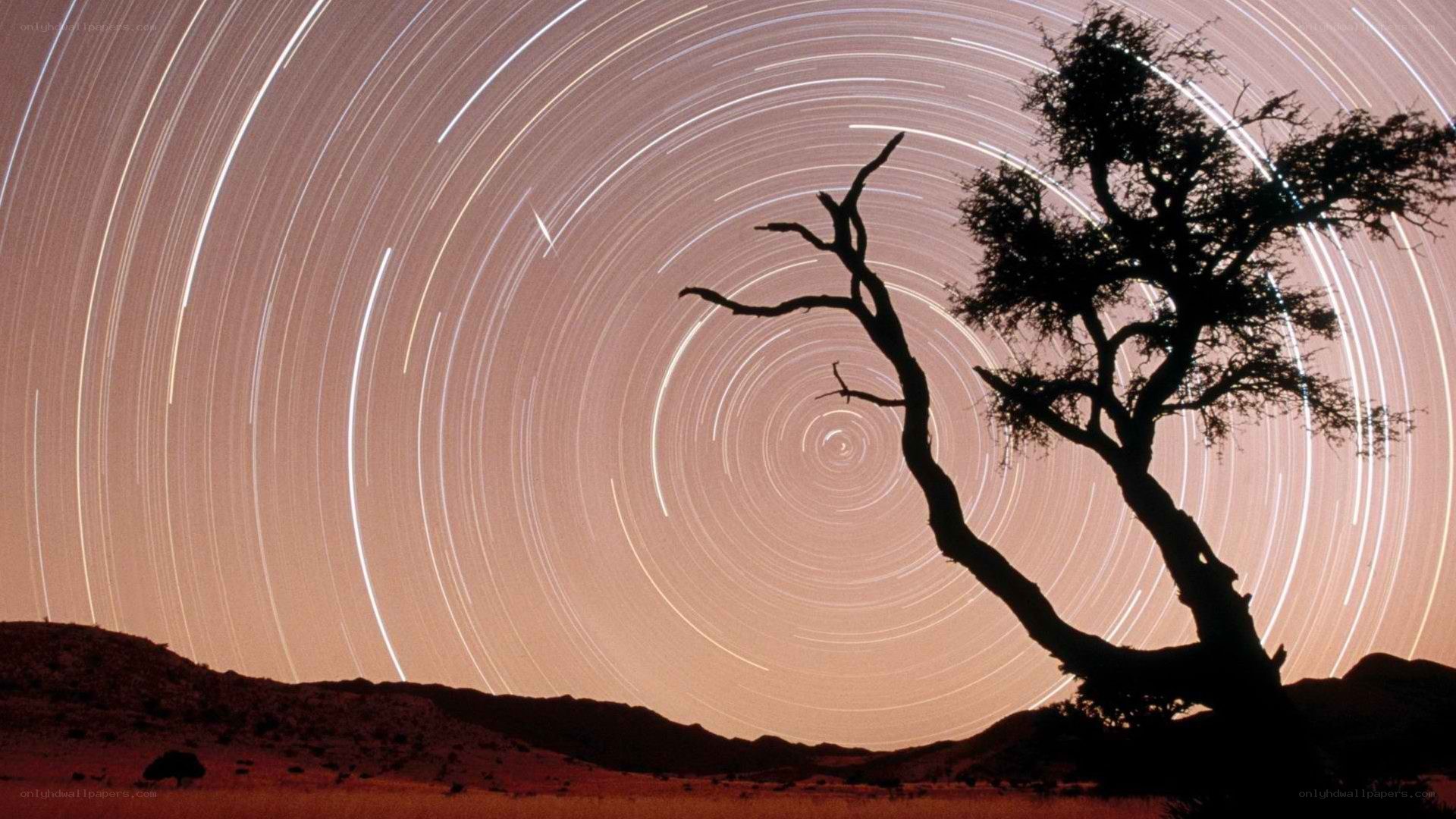 Star trails over a lone tree