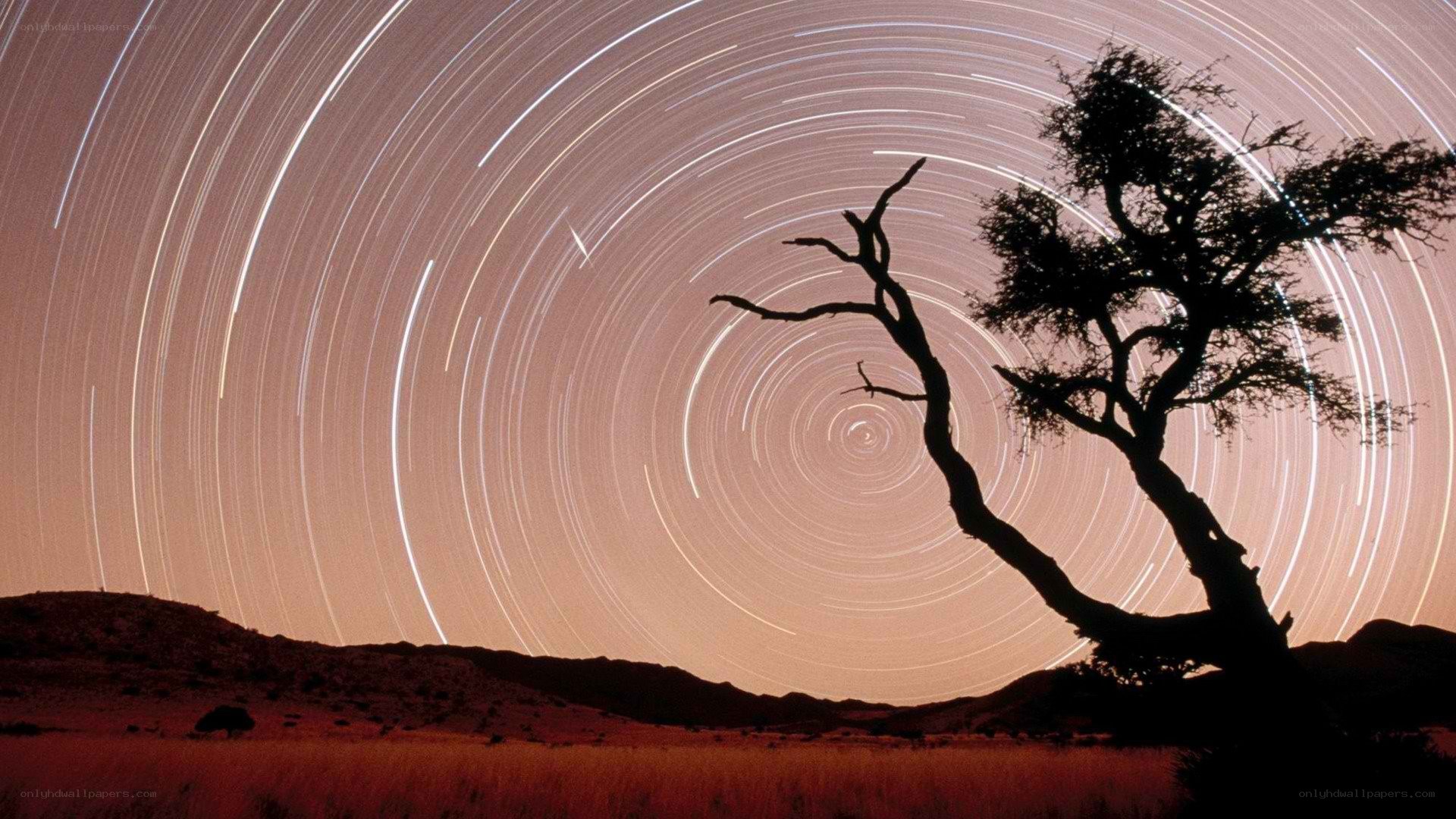 Star trails over a lone tree
