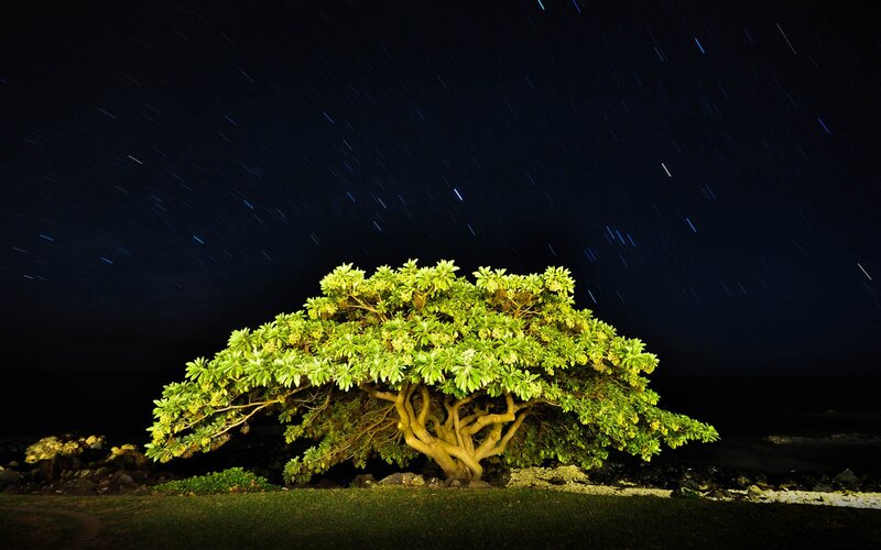 Star trails over a lone tree