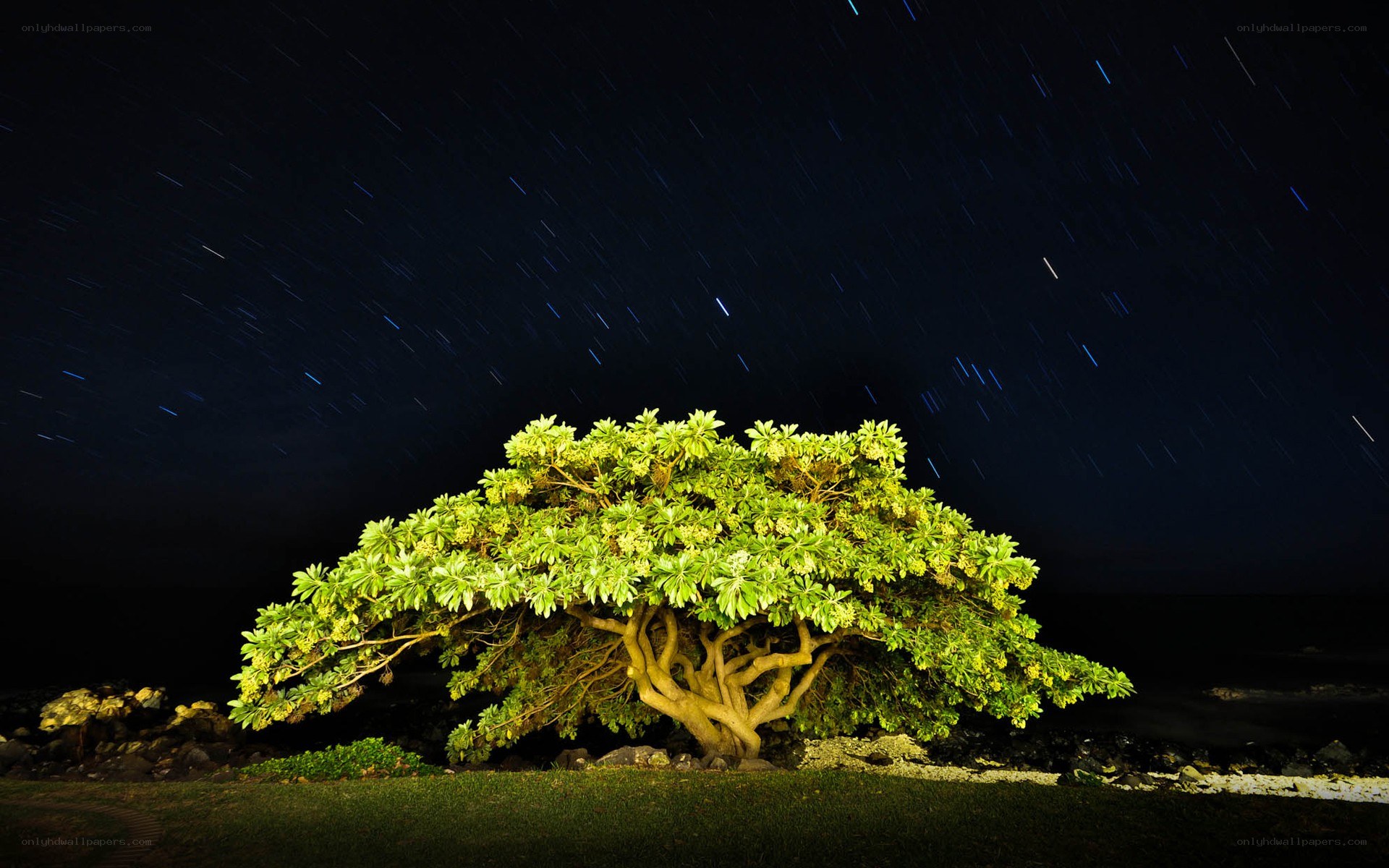 Star trails over a lone tree