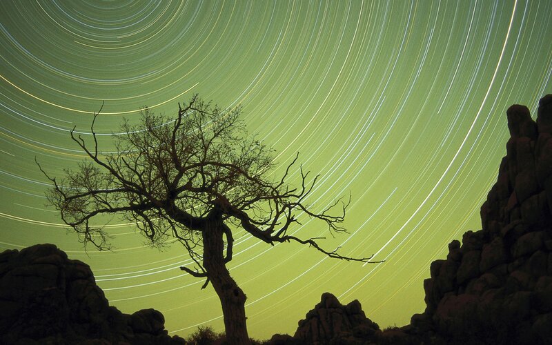 Star trails over a lone tree