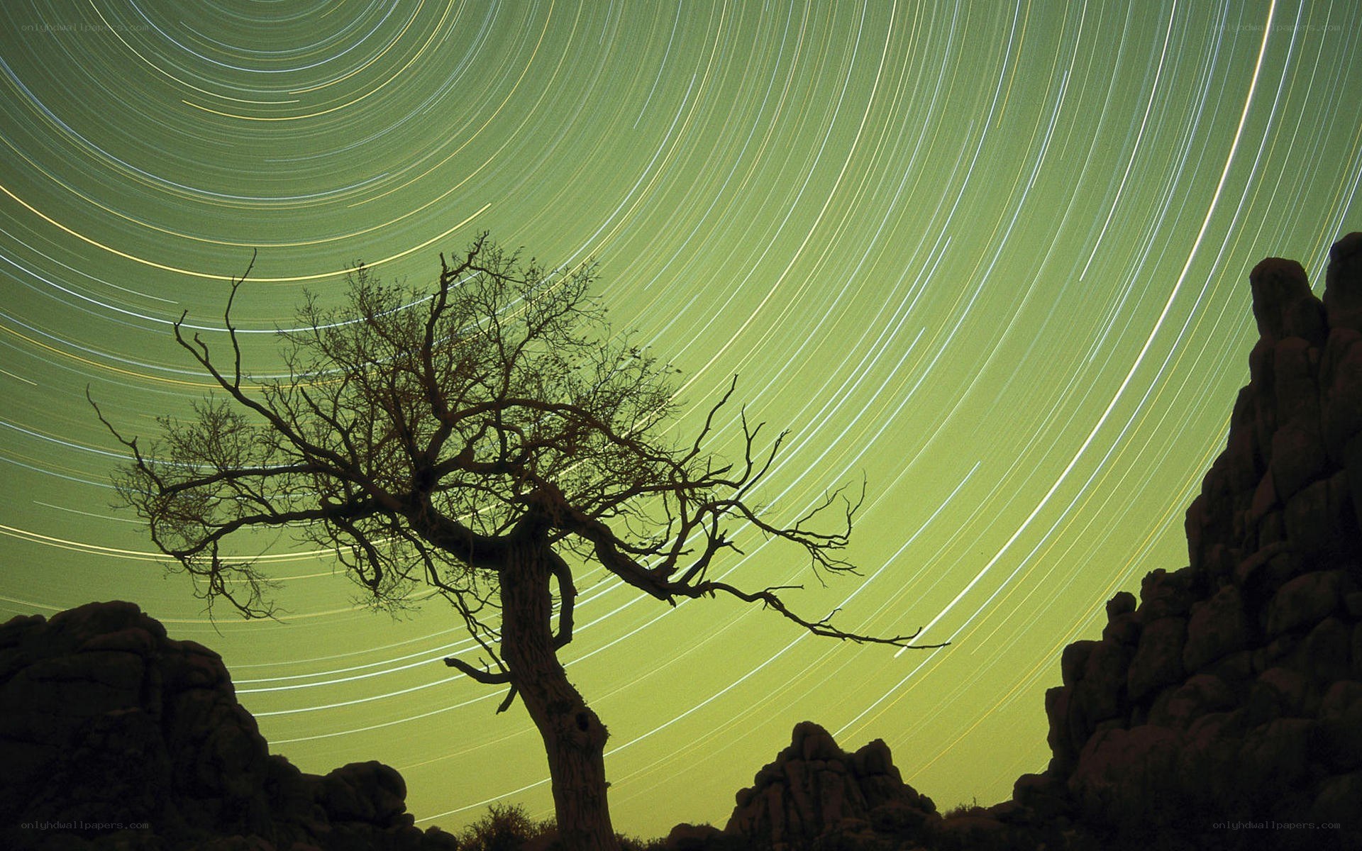 Star trails over a lone tree