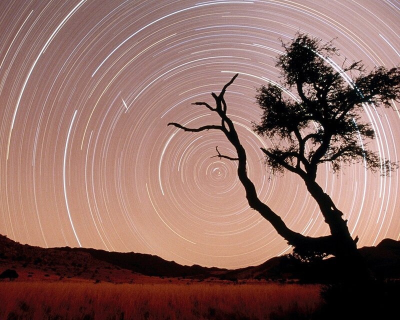 Star trails over a lone tree