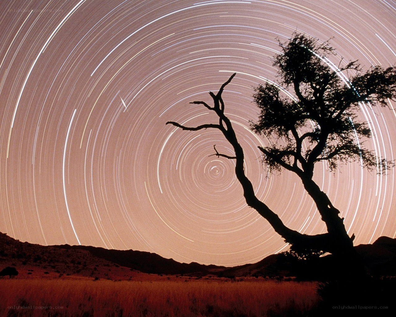 Star trails over a lone tree