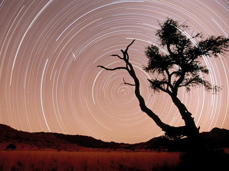 Star trails over a lone tree