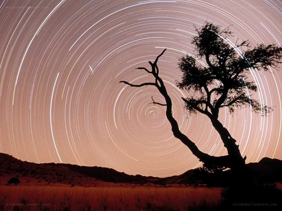 Star trails over a lone tree