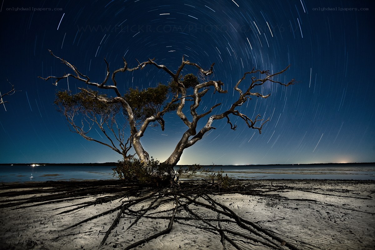 Star trails over a lone tree