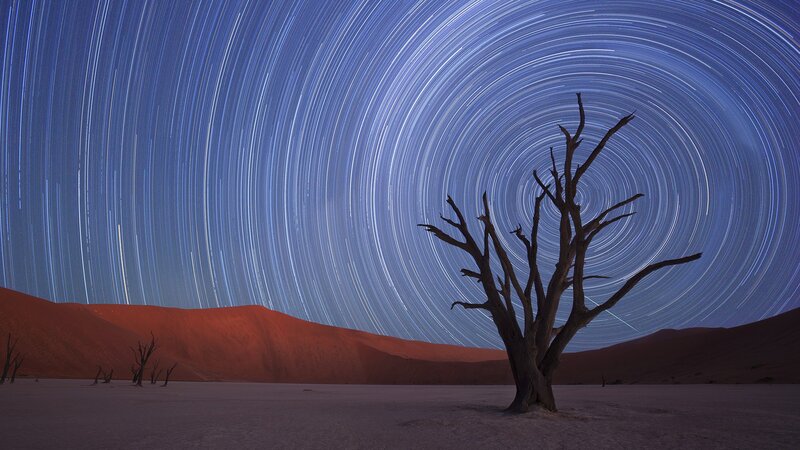 Star trails over dead tree