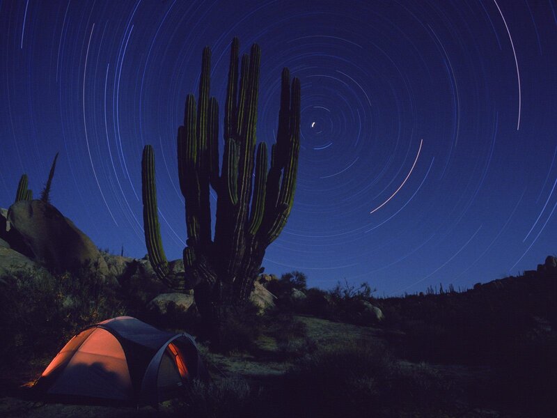 Star trails over desert cactus