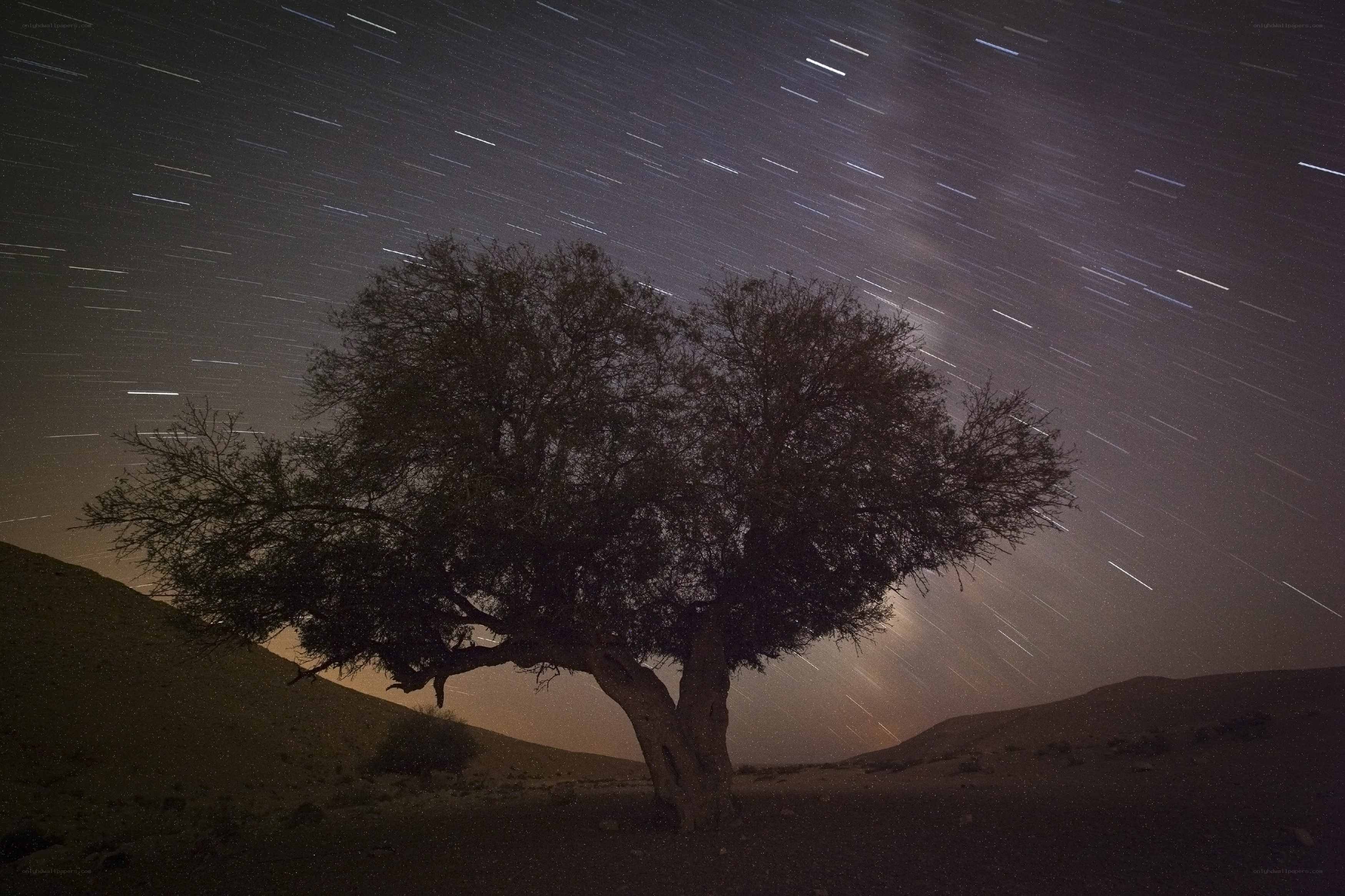 Star trails over desert tree
