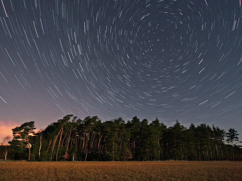 Star trails over forest