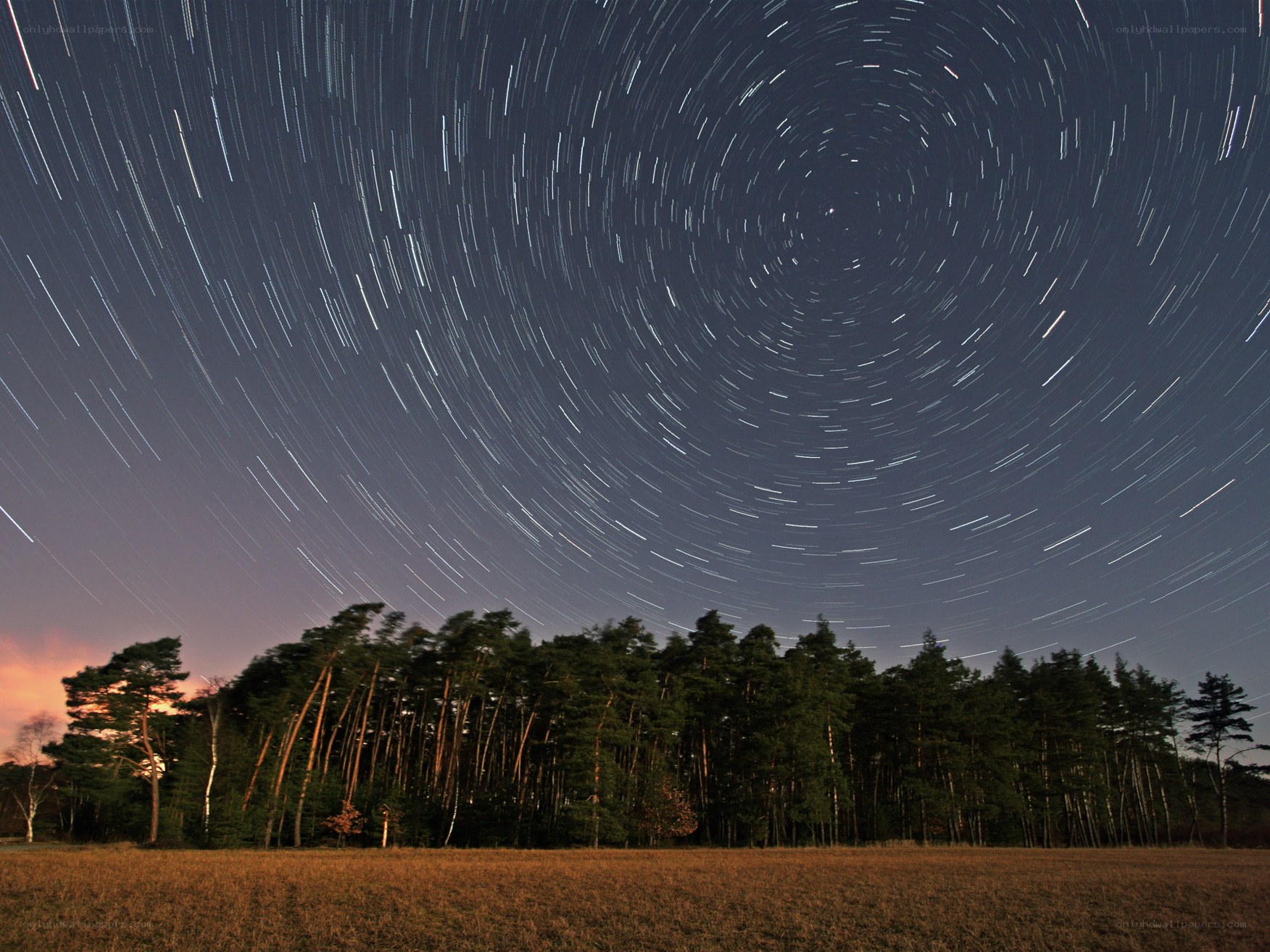 Star trails over forest