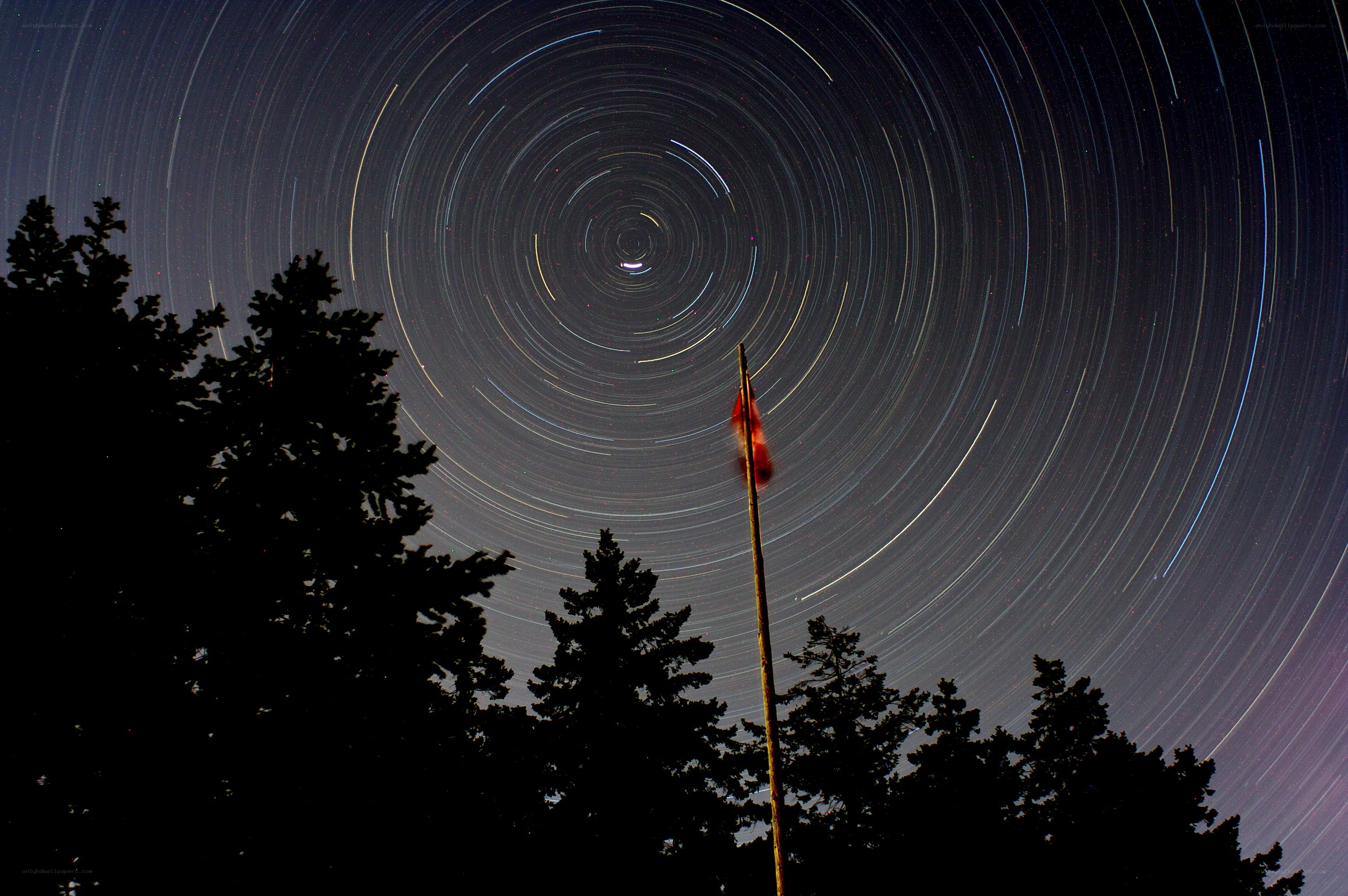Star trails over forest