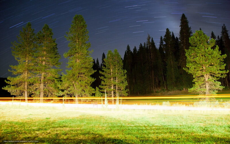 Star trails over forest at night