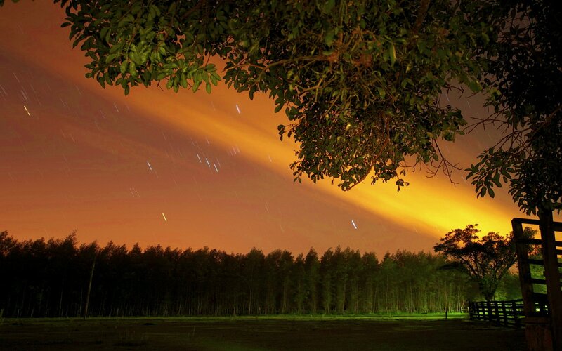 Star Trails over Forest — Orange
