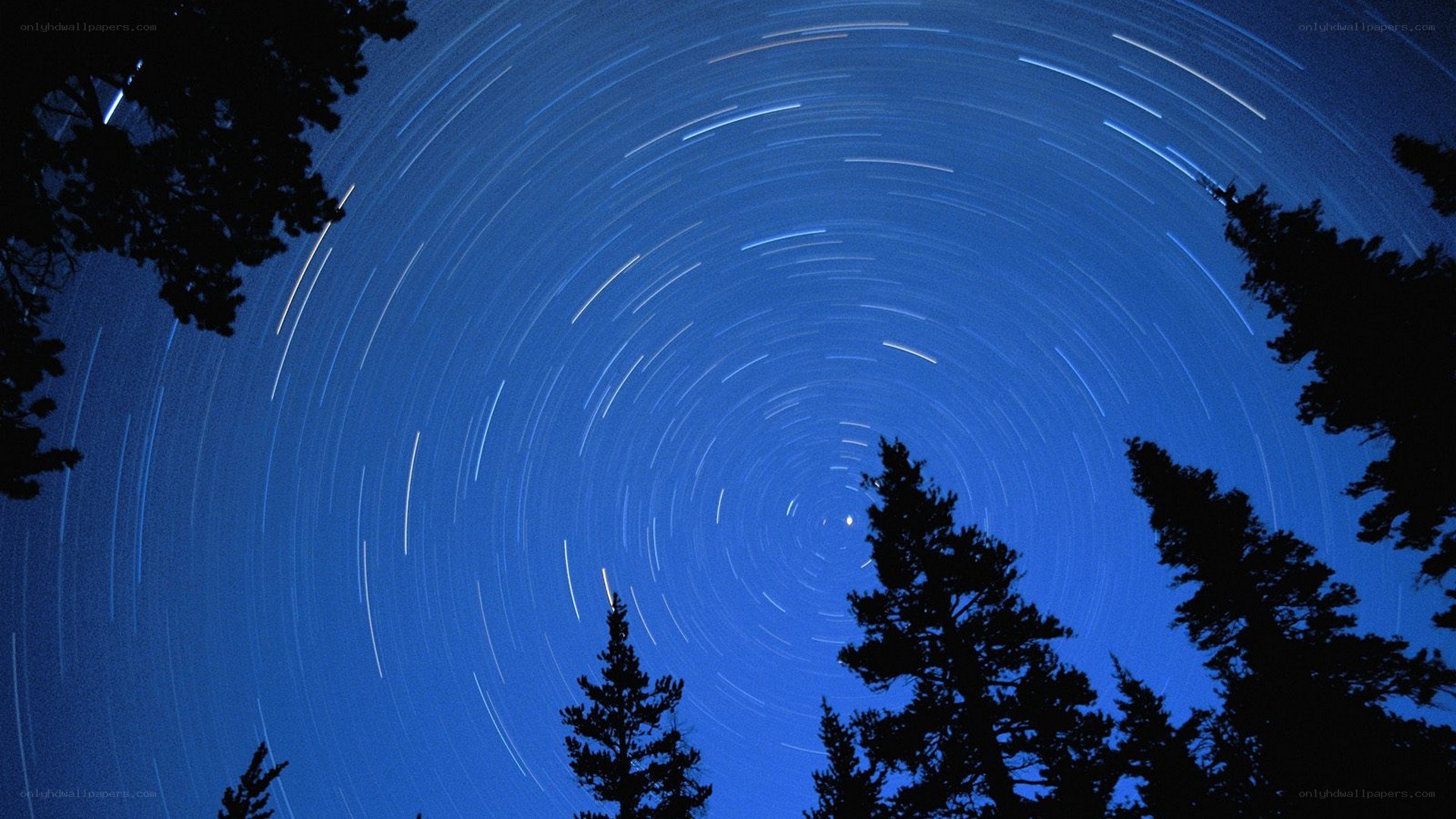 Star trails over forest silhouette