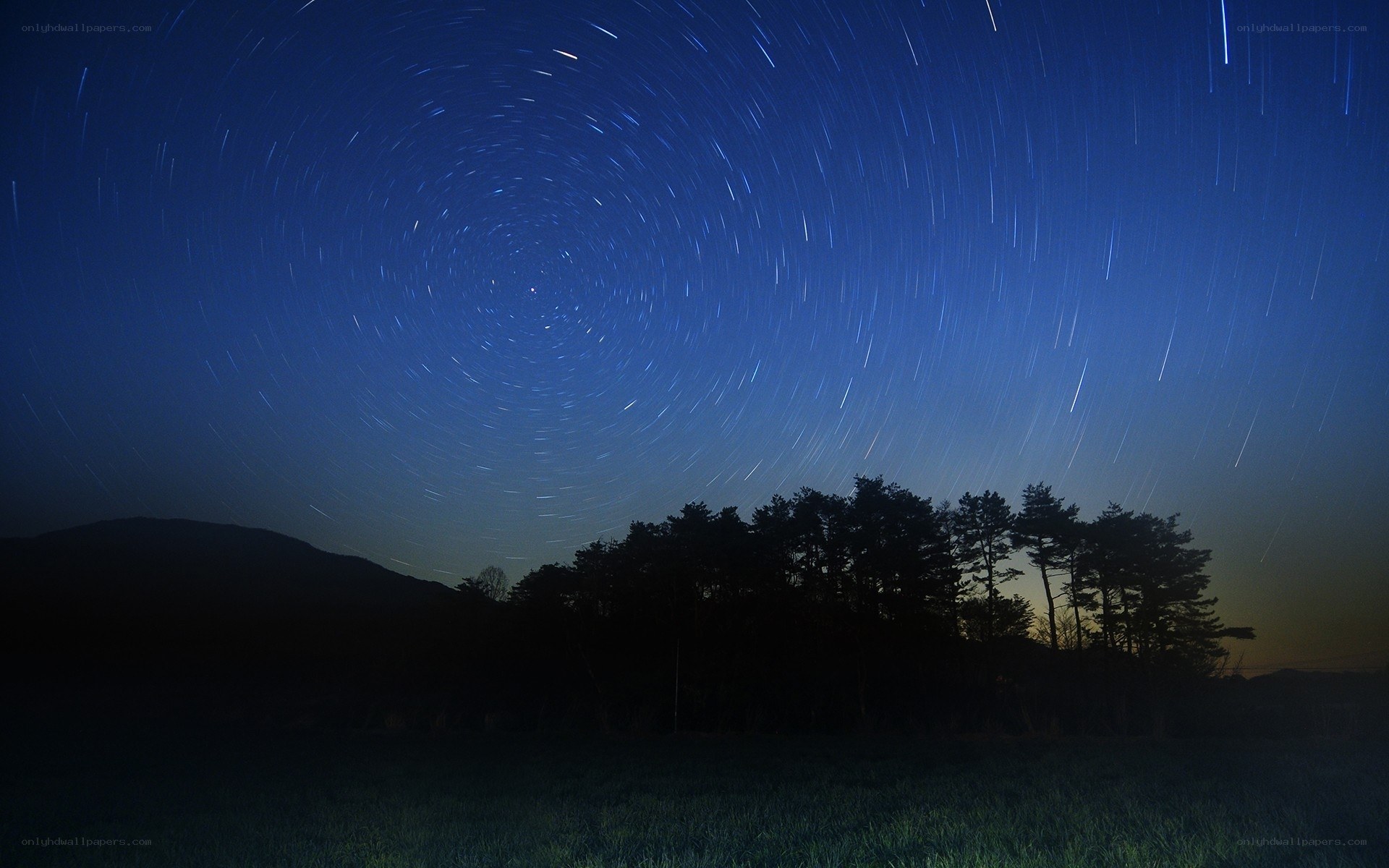 Star trails over forest silhouette