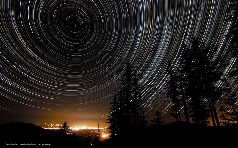 Star trails over forest