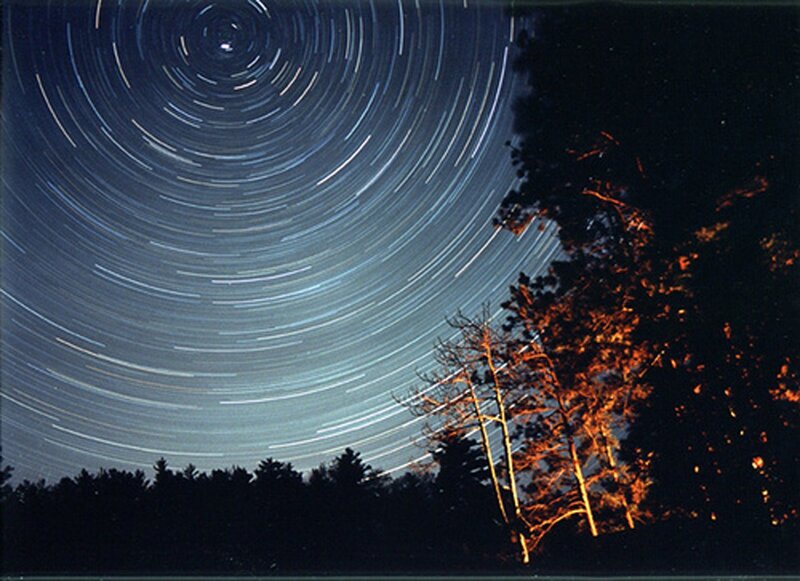 Star trails over forest trees