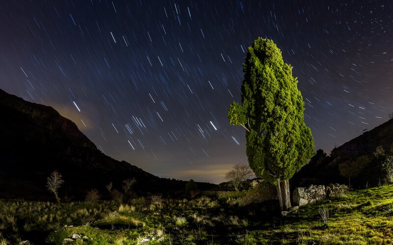 Star trails over lone tree