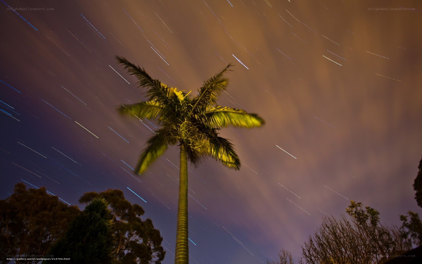 Star trails over palm tree